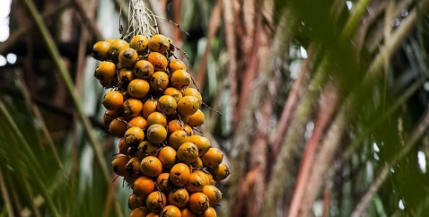 Frutas em árvore

Descrição gerada automaticamente