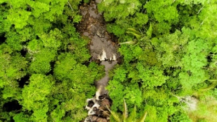Planta verde na floresta

Descrição gerada automaticamente