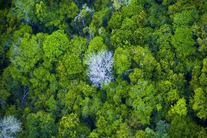 O Fundo de Sustentabilidade na Amazônia já existe, só falta entrar em pauta