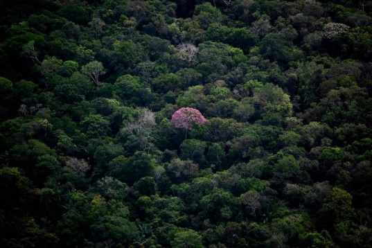 Floresta com árvores

Descrição gerada automaticamente