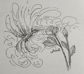 Uma imagem com esboço, desenho, Desenho de linha, flor Descrição gerada automaticamente