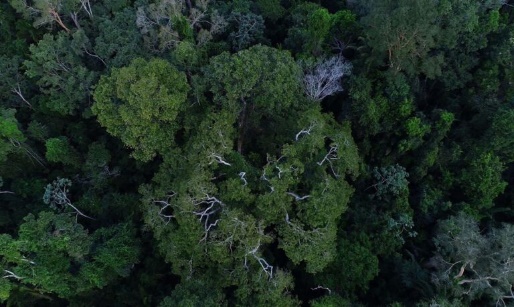 Floresta com árvores

Descrição gerada automaticamente