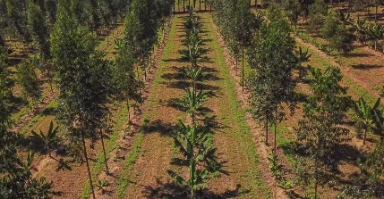 Imagem editada de caminho de terra com árvores ao fundo

Descrição gerada automaticamente