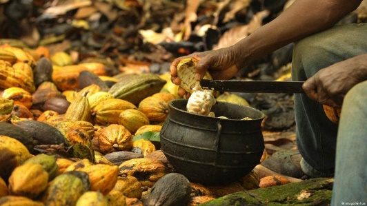 A bioeconomia pode atuar na agregação de valor dentro da cultura do cacau, com a transformação de subprodutos da cacauicultura em novos produtos.

A proposta de uma Zona Franca da Bioeconomia no Pará é uma ideia com a qual podemos demonstrar como os incentivos fiscais e políticas industriais podem ser direcionados para valorizar os ativos biológicos da floresta em pé, agregando valor e promovendo prosperidade para toda a região.