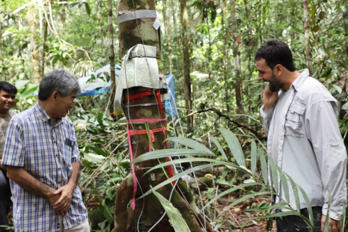 FLORESTA EM PÉ