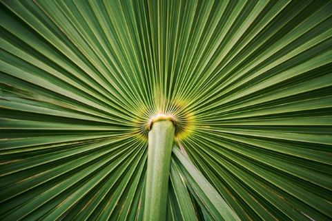 A Zona Franca de Manaus entra nessa era como símbolo da maturidade nacional: um modelo que nasce do incentivo, mas que agora precisa florescer pela integração, pelo conhecimento e pela eficiência produtiva