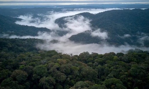 Paisagem da floresta amazônica densa e preservada, vista do alto com névoa sobre as copas das árvores.
A COP30 será histórico para o Brasil. E a Amazônia não chegou dividida. Nossa força está na mensagem única: nós produzimos, conservamos e incluímos. A floresta em pé não é uma bandeira abstrata; é um projeto econômico completo, onde indústria, agro, inovação, ciência e comunidades caminham juntas.