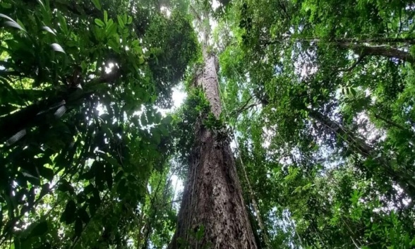 Árvore com folhas verdes
O conteúdo gerado por IA pode estar incorreto.