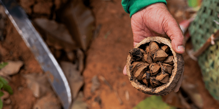 Amazon Bioeconomy Fund Banner IDB