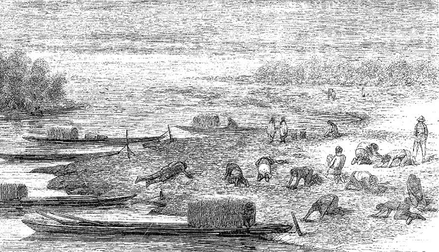 Gravura do século XIX mostrando a retirada de ovos de tartaruga numa praia de rio